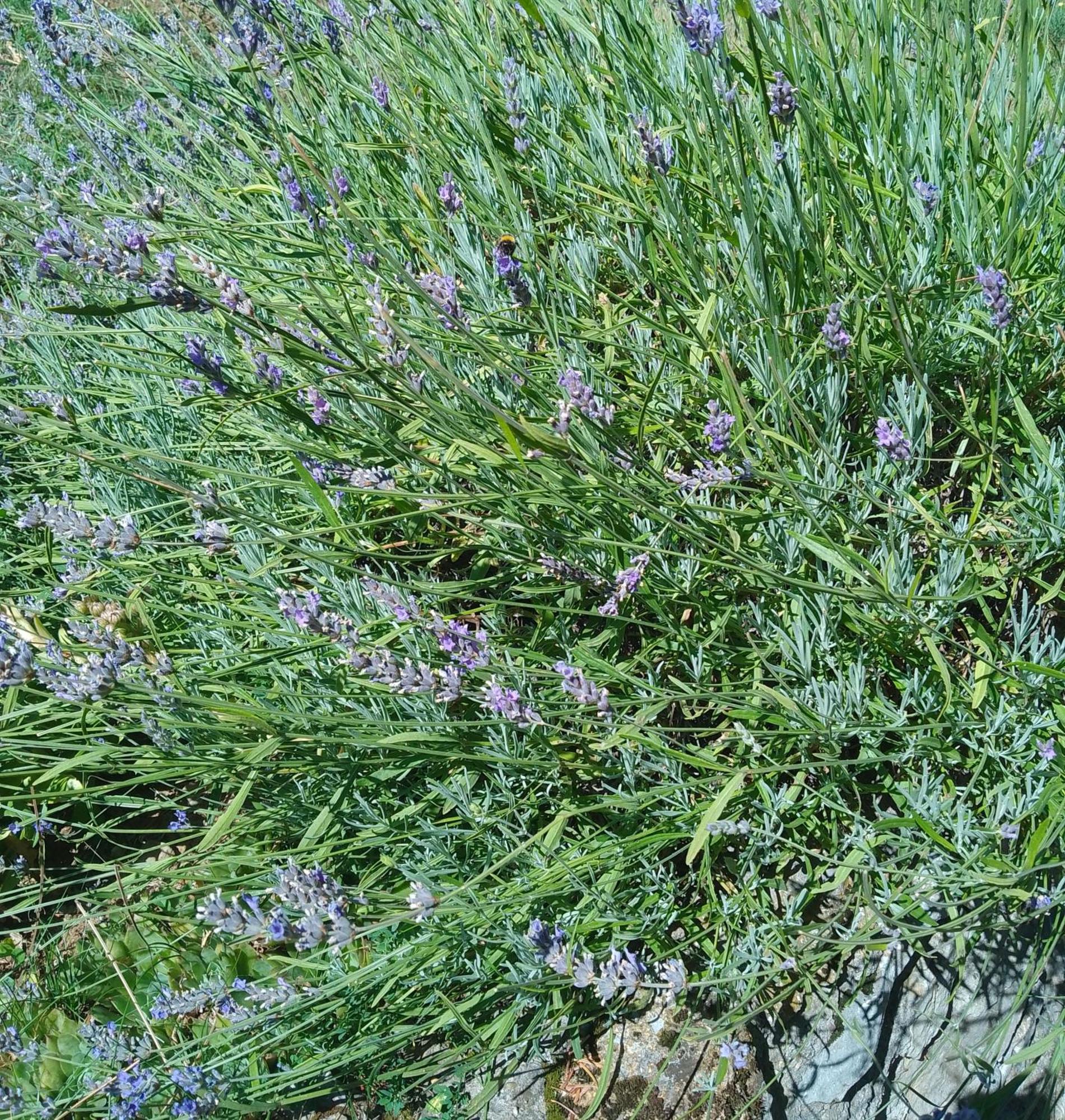 Apartmani Planinska Kuca, Jagodnja Krupanj Kültér fotó
